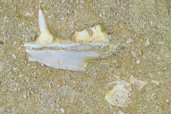 Enchodus Jaw Section with Tooth - Cretaceous Fanged Fish #133855